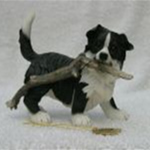 Leonardo Border Collie Puppy With Branch