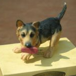 Leonardo German Shepherd Puppy with Slipper