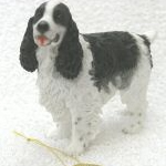 Springer Spaniel