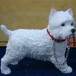 Leonardo West Highland Terrier Standing With Lead