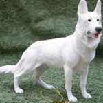 Leonardo White German Shepherd