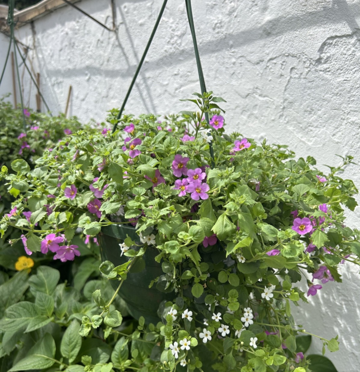Hanging Basket Pink & White Bacopa - Full of Flowers - Approx 40-50cm Diameter