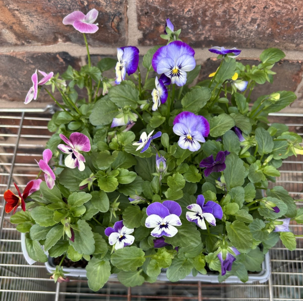 Pack of 6 Viola Winter Bedding Plants Ideal for Pots Containers Assorted Colours