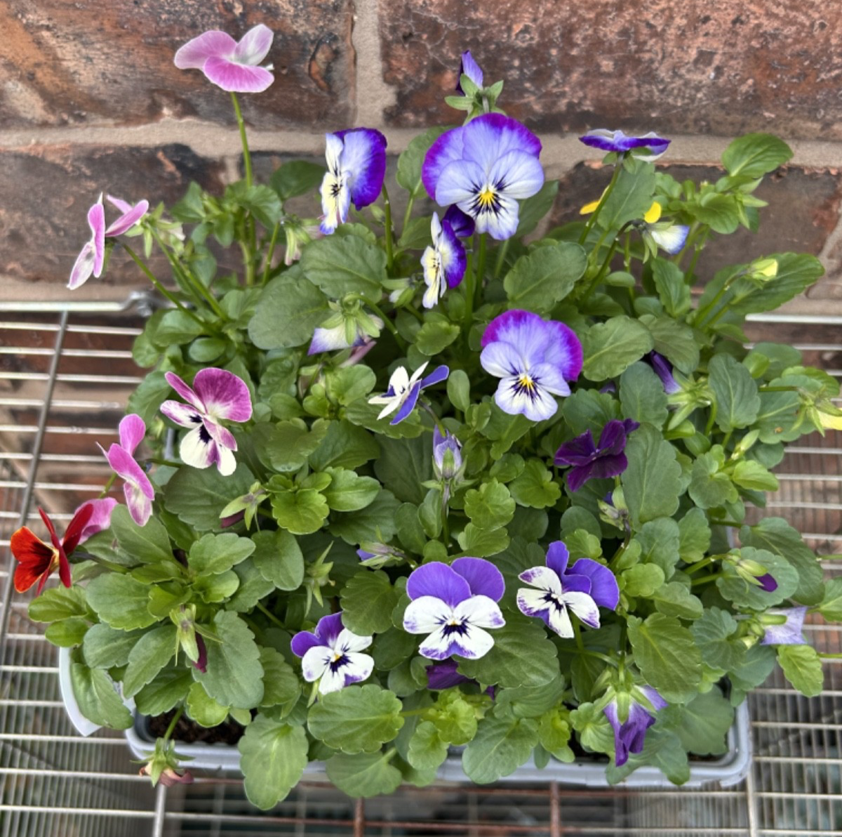 Pack of 6 Viola Winter Bedding Plants Ideal for Pots Containers Assorted Colours