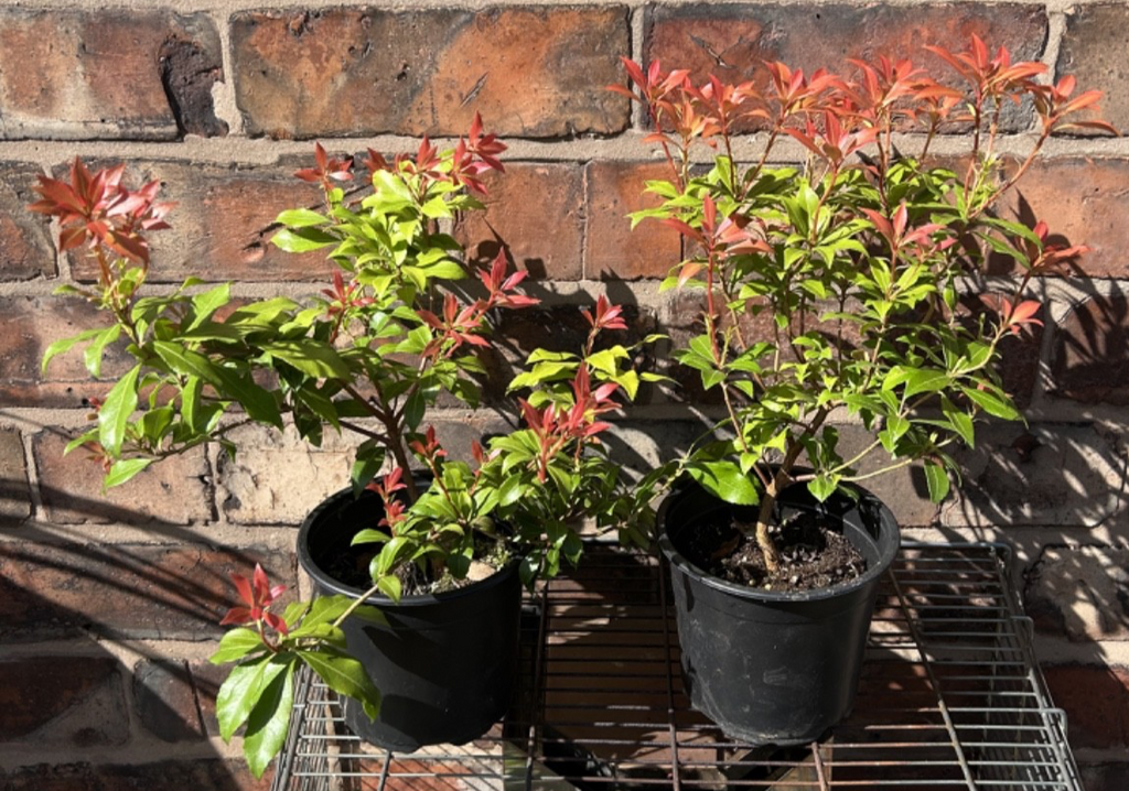 Pieris Japonica Bonfire Evergreen Shrub Approx 30cm Tall 1L Lily of the Valley