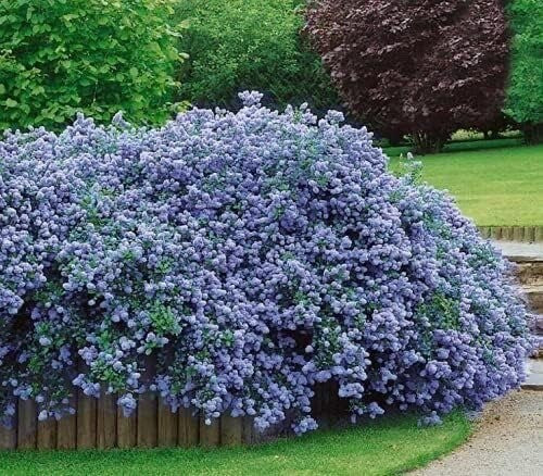 Ceanothus Thyrs Repens Approx 40cm Wide 2 Litre Pot Shrub Californian Lilac