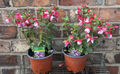 Masses of Beautiful Flowers Bush Fuchsia Red & Pale Lavender Approx 30cm Tall