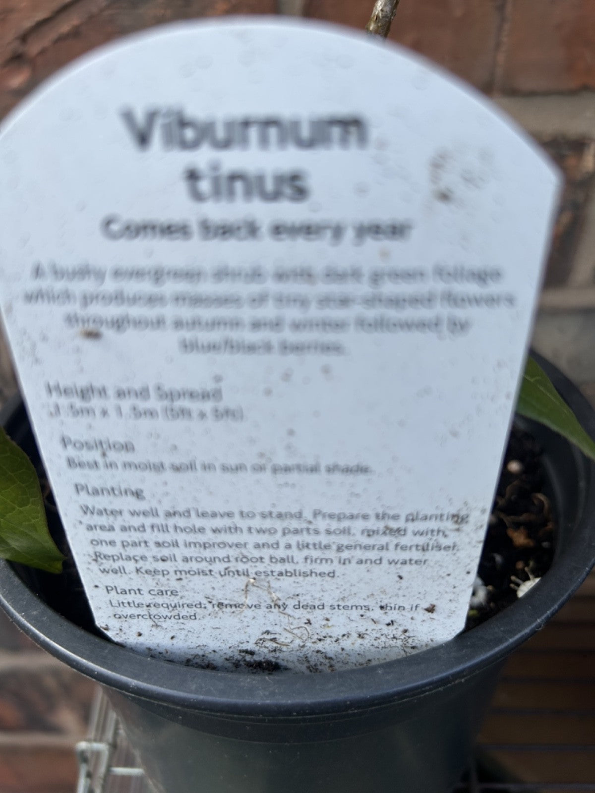 Viburnum Tinus Laurustinus Evergreen Shrub Approx 40cm Tall/Wide Hardy 2L Pot