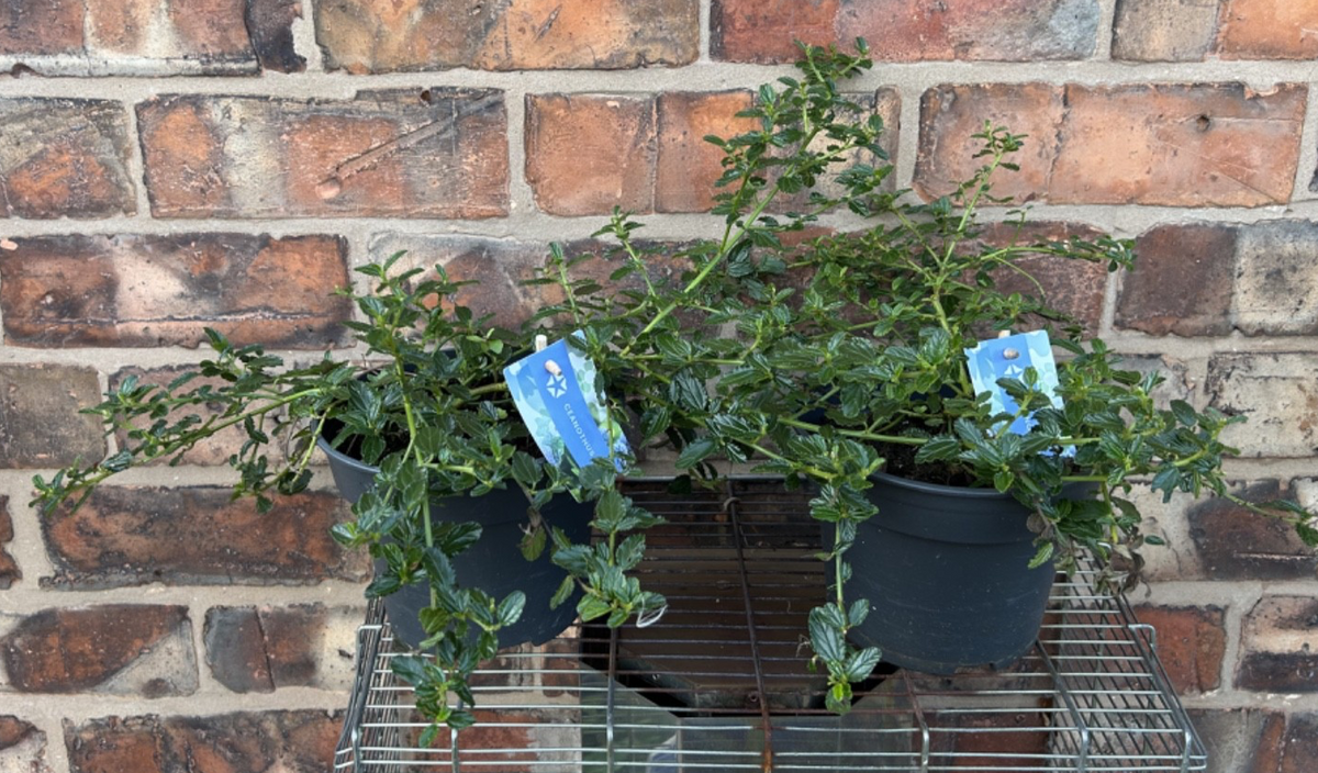 Ceanothus Thyrs Repens Approx 40cm Wide 2 Litre Pot Shrub Californian Lilac