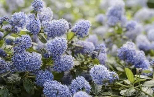 Ceanothus Thyrs Repens Approx 40cm Wide 2 Litre Pot Shrub Californian Lilac