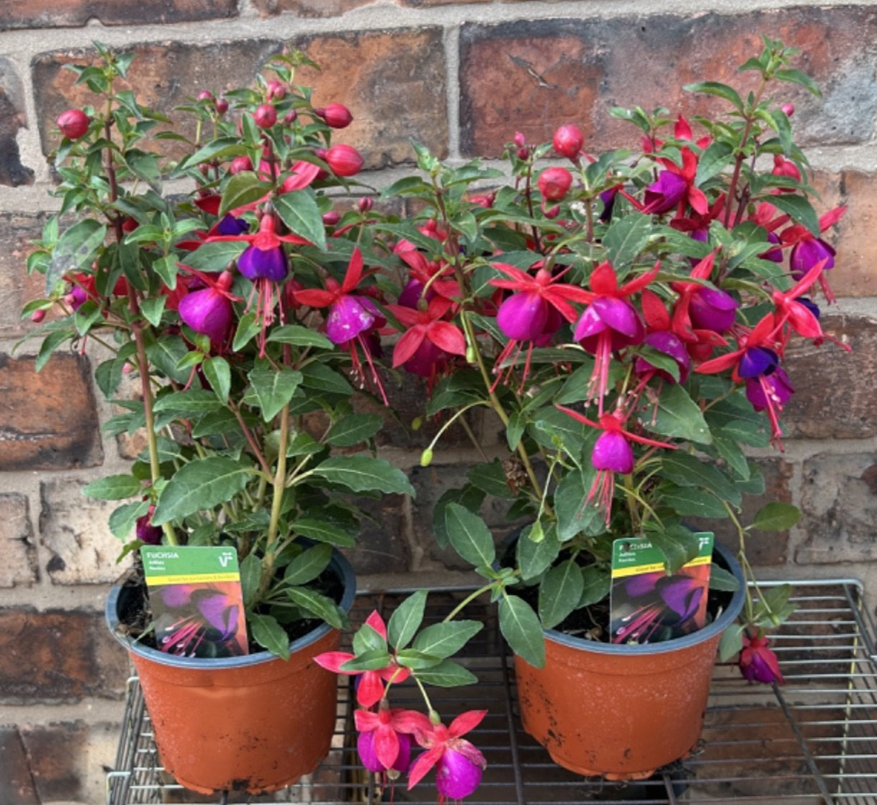 Masses of Beautiful Flowers Bush Fuchsia 'Jollies Nancy' Nantes Approx 30cm Tall