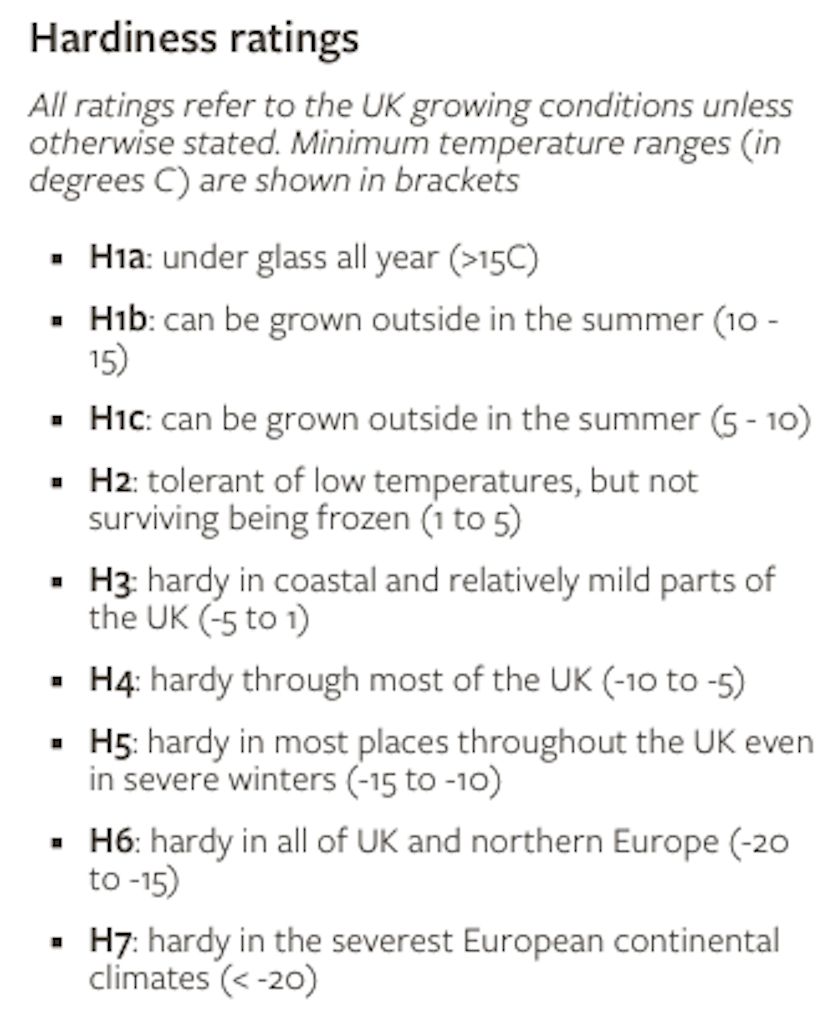 Masses of Beautiful Flowers Bush Fuchsia Red & Pale Lavender Approx 30cm Tall
