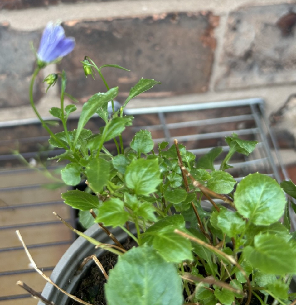 2x Campanula Hardy Garden Alpine Plants Blue Bell Shape Flowers 10cm Pot 10-15cm