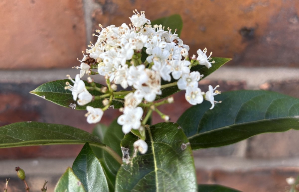 Viburnum Tinus Laurustinus Evergreen Shrub Approx 40cm Tall/Wide Hardy 2L Pot