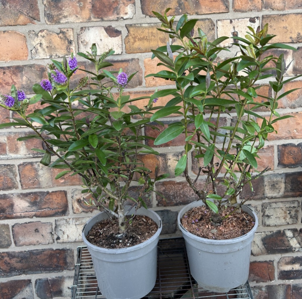 Large Hebe Britta Donna Blue Veronica Evergreen Hardy Shrub Plant 40-50cm 2L Pot