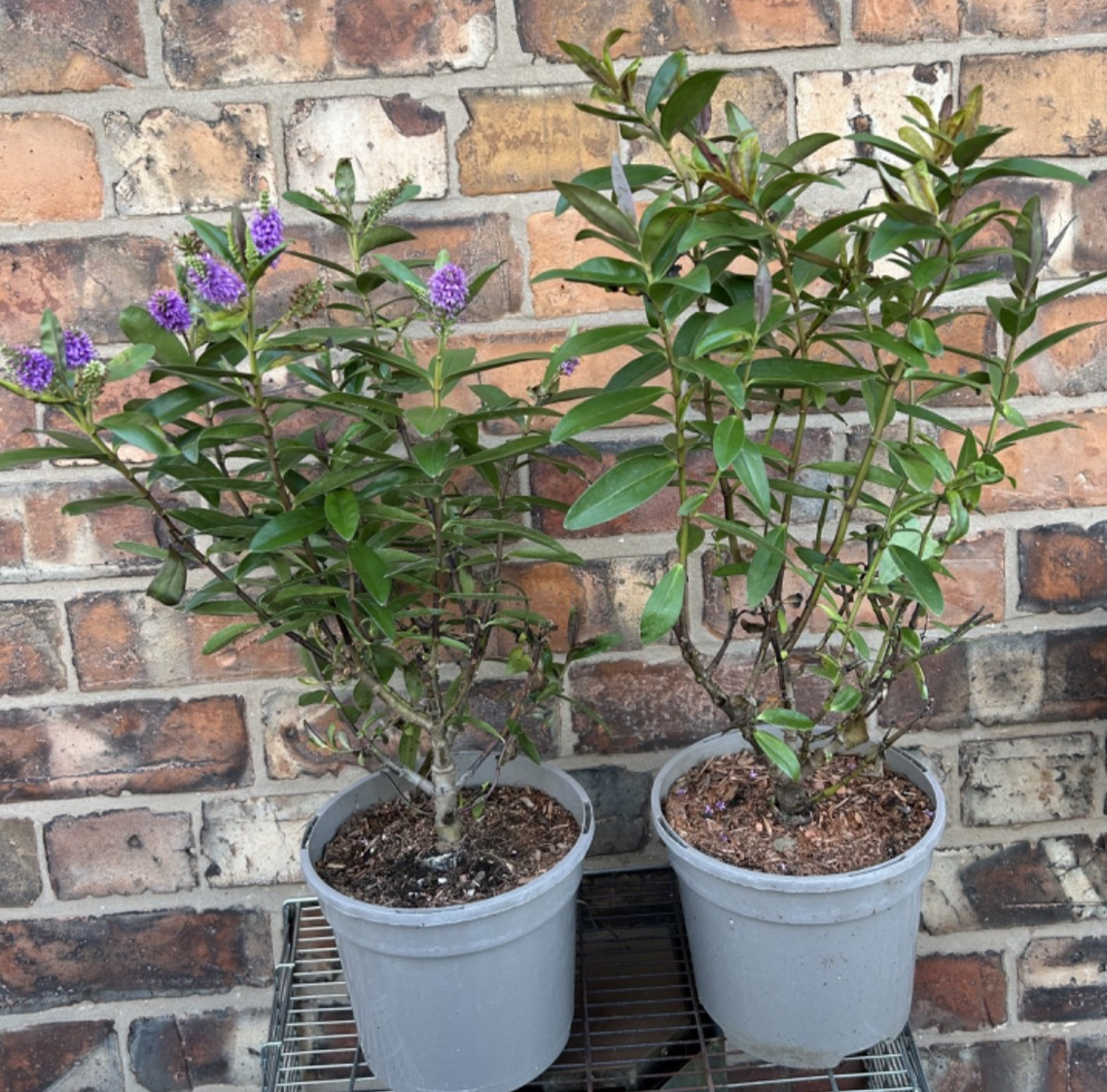 Large Hebe Britta Donna Blue Veronica Evergreen Hardy Shrub Plant 40-50cm 2L Pot