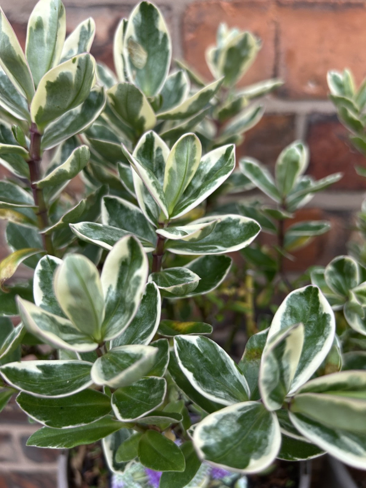 Large Hebe Variegata Purple Veronica Evergreen Hardy Shrub Plant 30-40cm 2L Pot