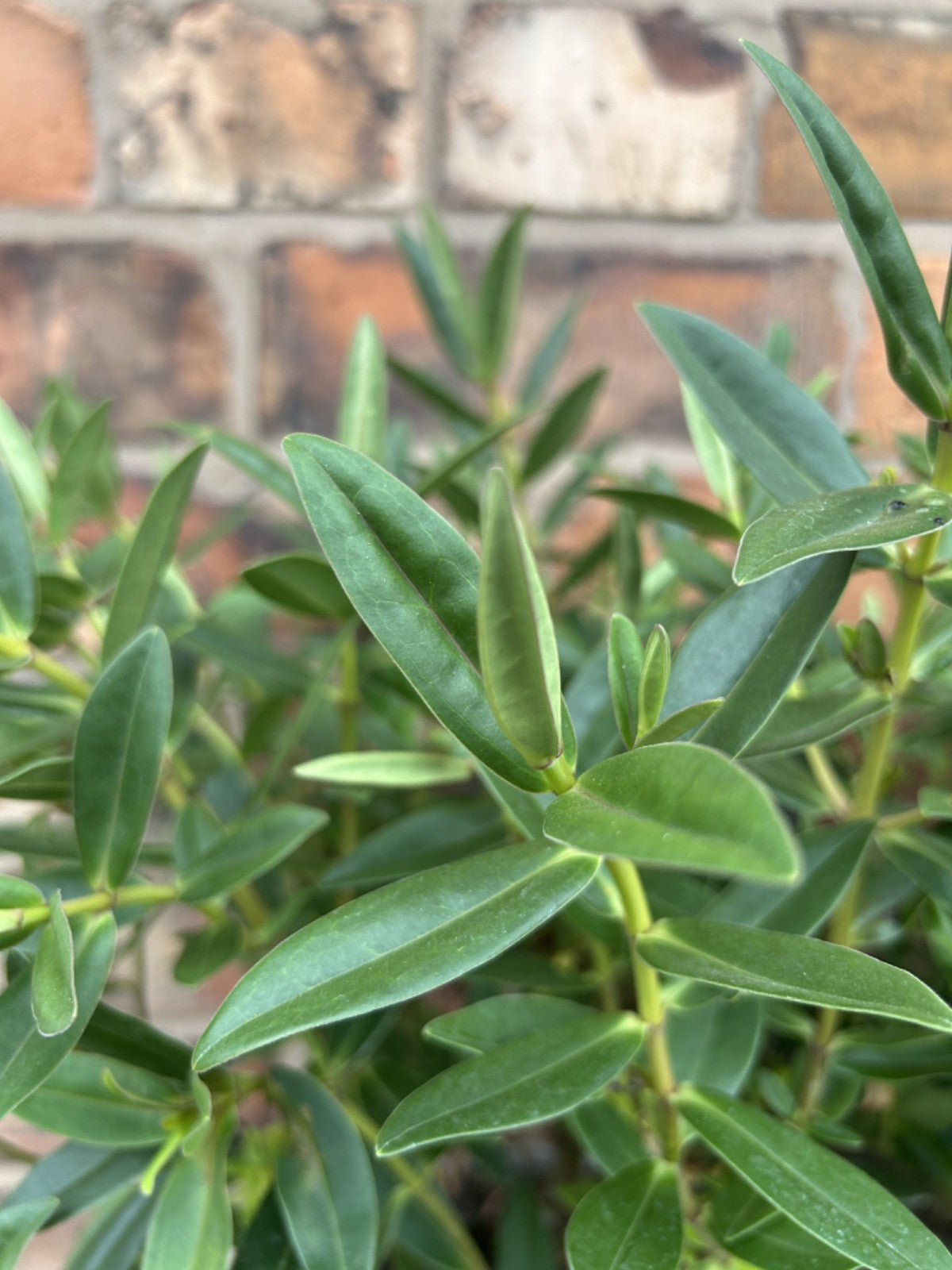 Large Hebe Britta Donna Blue Veronica Evergreen Hardy Shrub Plant 30-40cm 3L Pot