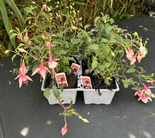 4 Pack Fuchsia Hardy Trailing Patio Princess Shrub 20-25cm Plant Pink & White
