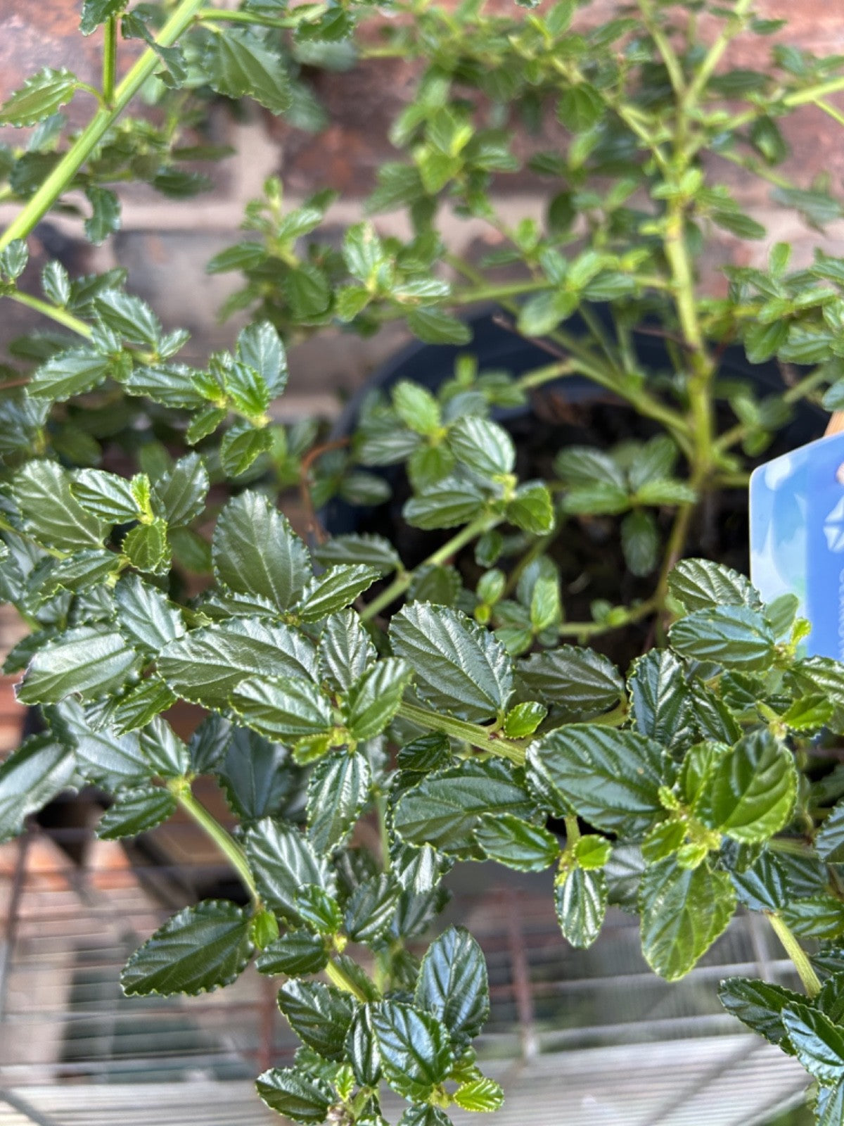 Ceanothus Thyrs Repens Approx 40cm Wide 2 Litre Pot Shrub Californian Lilac