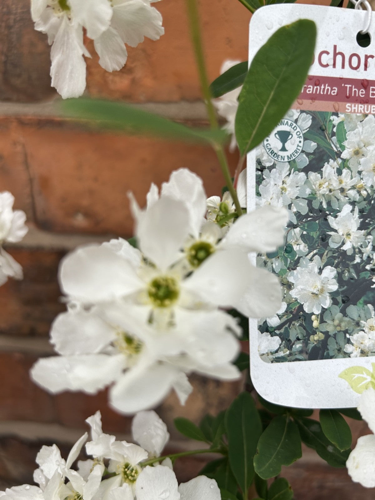 Exochorda 'The Bride' Pearlbush 40-60cm Tall Fast Growing Shrub Specimen Plant