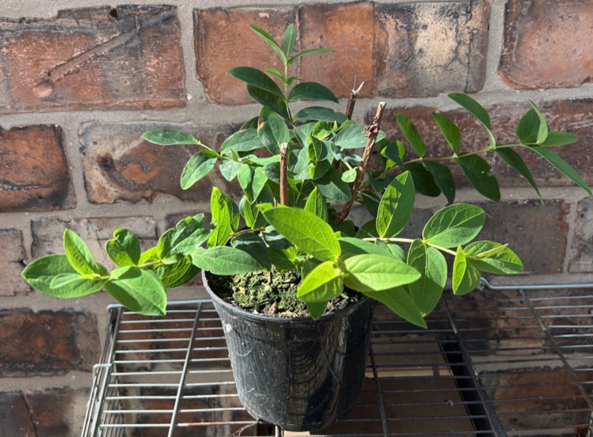 Hypericum Hidcote St John's Wort Hardy Shrub Plant Approx 20-30cm Wide 1L Pot