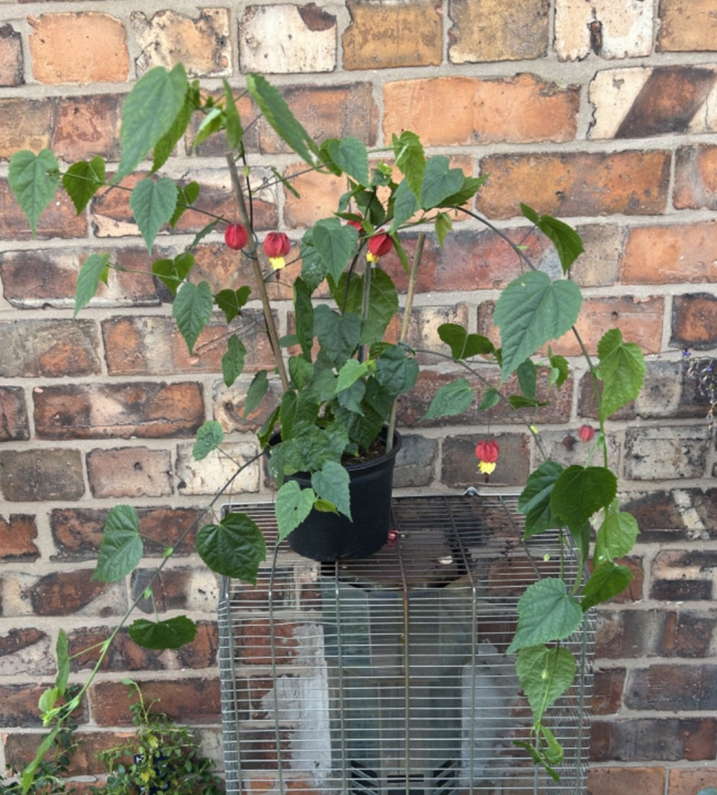 Abutilon Kentish Belle Approx 100cm Shrub Flowering Maple Trailing Habit 2L Pot