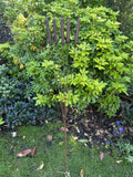 Core-Ten Rusty Metal 5 Bullrush Stake Garden Ornament 1 Metre Tall 15cm Wide