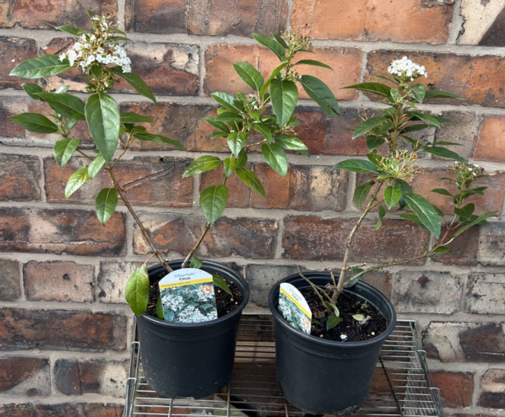 Viburnum Tinus Laurustinus Evergreen Shrub Approx 40cm Tall/Wide Hardy 2L Pot