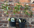 Viburnum Tinus Laurustinus Evergreen Shrub Approx 40cm Tall/Wide Hardy 2L Pot