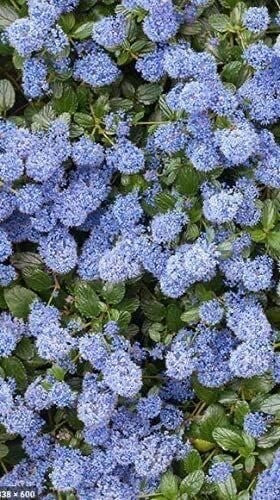 Ceanothus Thyrs Repens Approx 40cm Wide 2 Litre Pot Shrub Californian Lilac