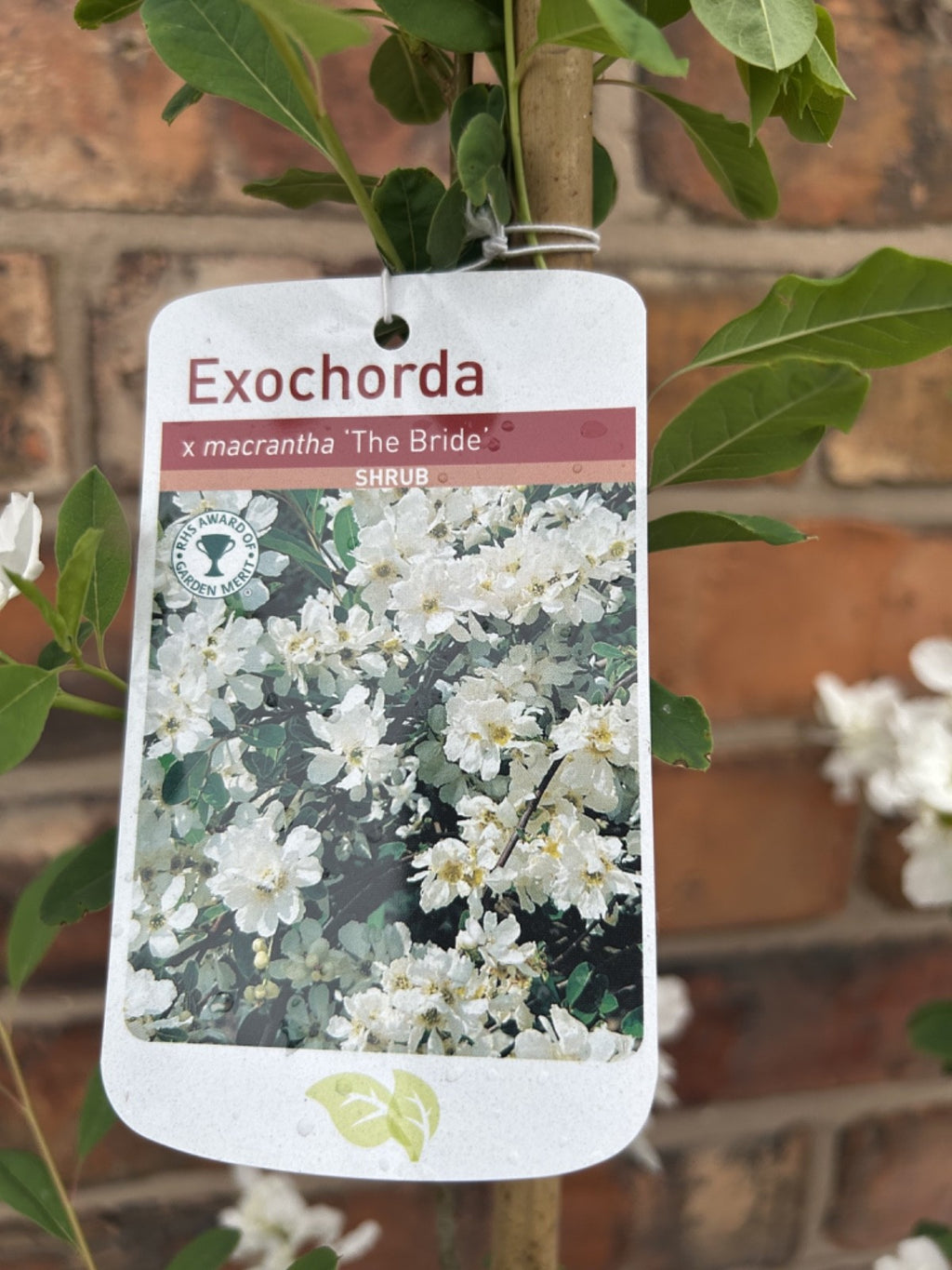 Exochorda 'The Bride' Pearlbush 40-60cm Tall Fast Growing Shrub Specimen Plant