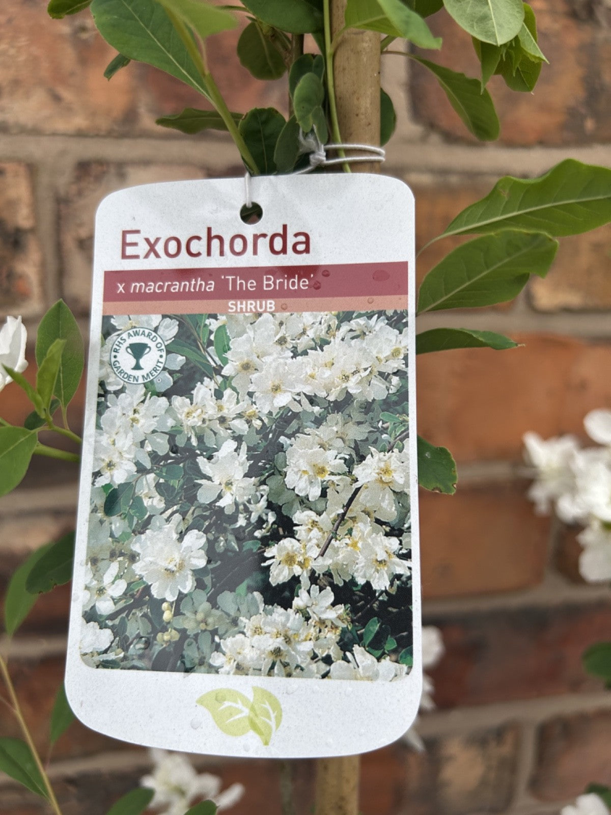 Exochorda 'The Bride' Pearlbush 40-60cm Tall Fast Growing Shrub Specimen Plant