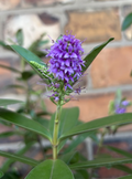 Large Hebe Britta Donna Blue Veronica Evergreen Hardy Shrub Plant 40-50cm 2L Pot