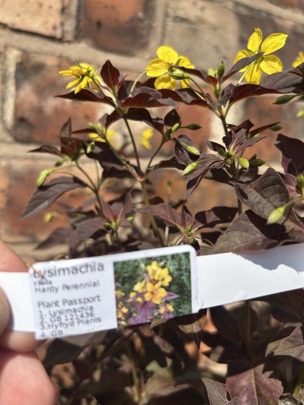 Large Lysimachia Ciliata 'Firecracker' Hardy Shrub Approx 60cm 3L Loosestrife