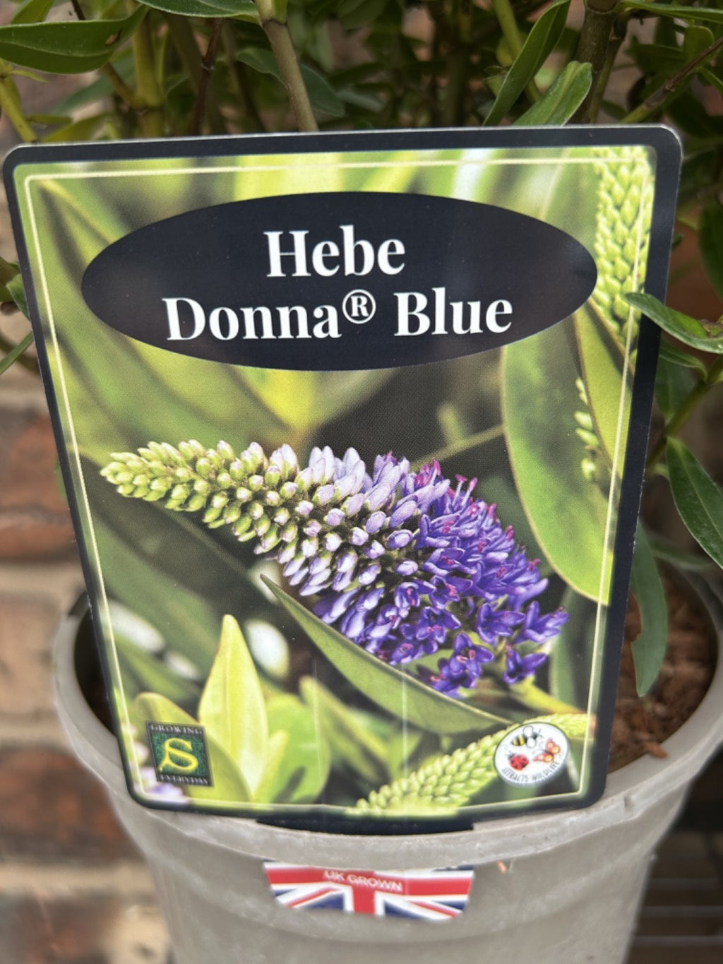 Large Hebe Britta Donna Blue Veronica Evergreen Hardy Shrub Plant 30-40cm 3L Pot