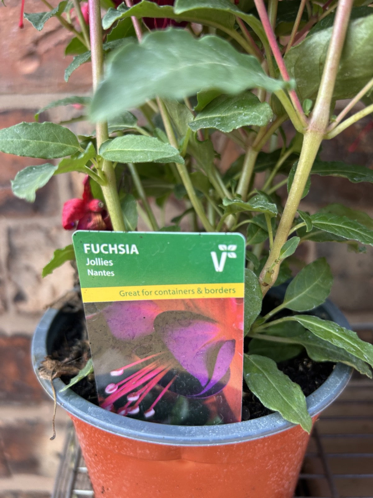 Masses of Beautiful Flowers Bush Fuchsia 'Jollies Nancy' Nantes Approx 30cm Tall