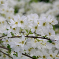 Exochorda 'The Bride' Pearlbush 40-60cm Tall Fast Growing Shrub Specimen Plant