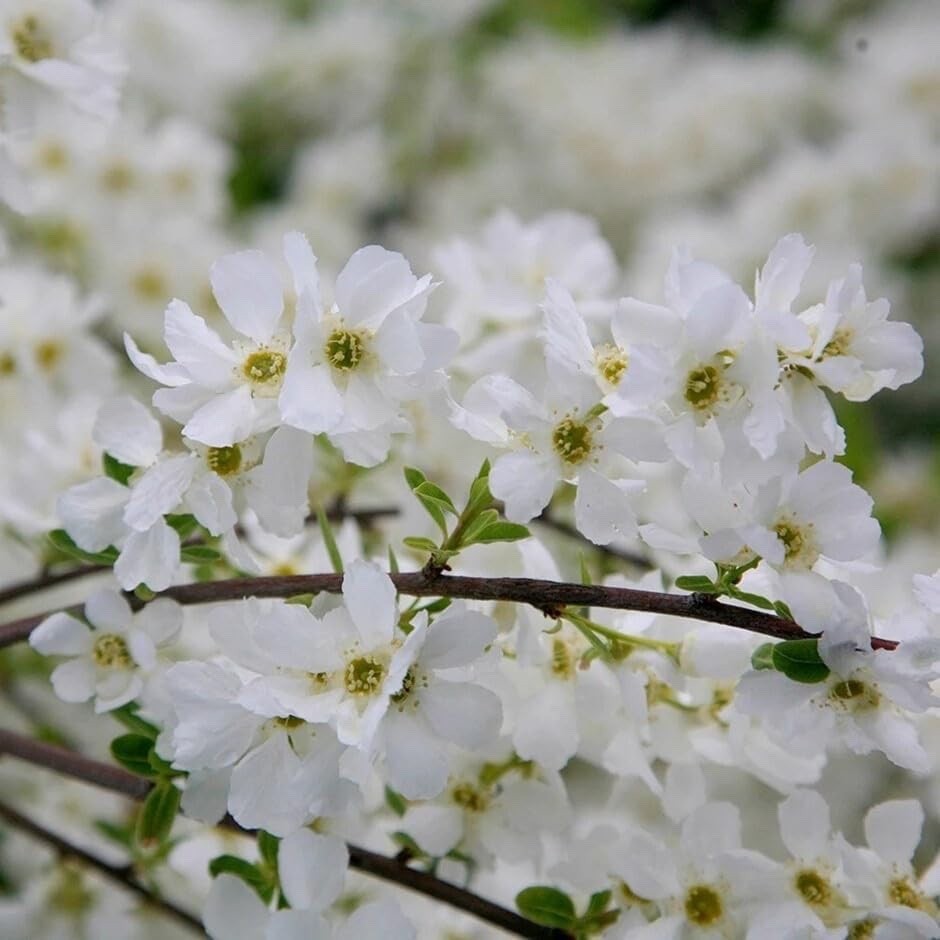 Exochorda 'The Bride' Pearlbush 40-60cm Tall Fast Growing Shrub Specimen Plant