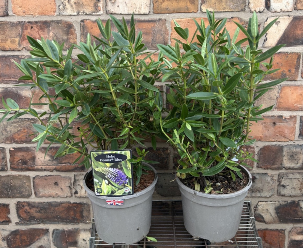 Large Hebe Britta Donna Blue Veronica Evergreen Hardy Shrub Plant 30-40cm 3L Pot