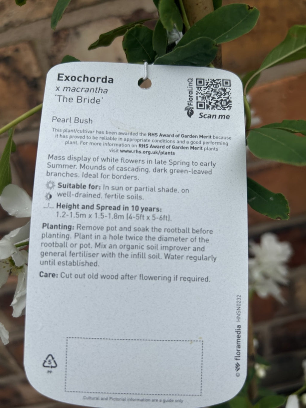 Exochorda 'The Bride' Pearlbush 40-60cm Tall Fast Growing Shrub Specimen Plant
