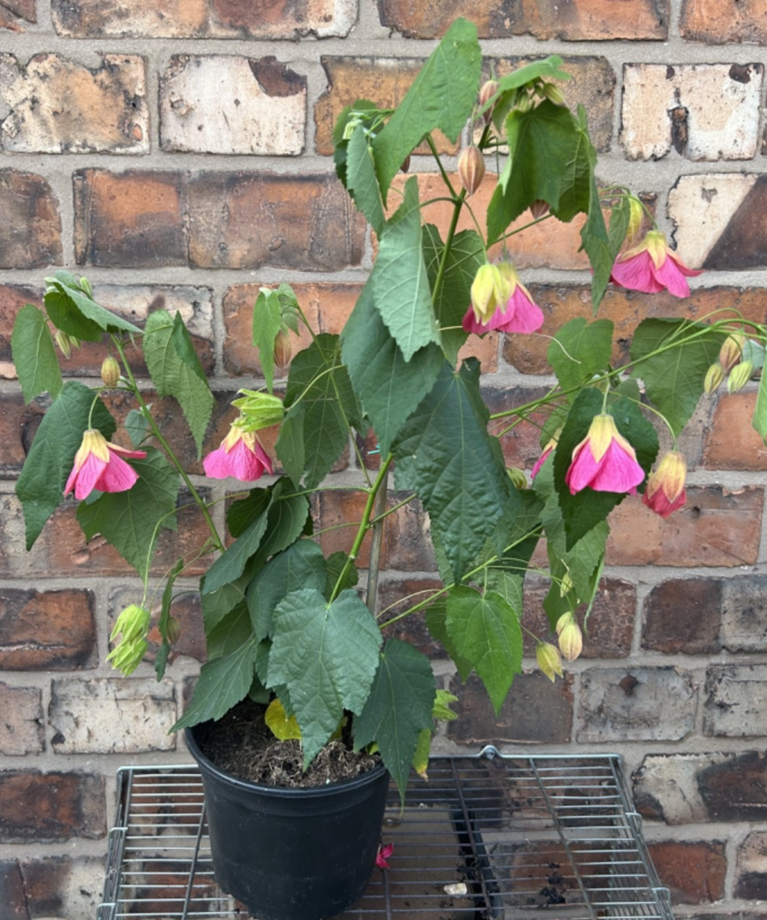 Abutilon megapotamicum Bella Pink 50-60cm Shrub Flowering Maple Bushy Habit