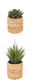 2 Different Artificial Cactus/Mini Succulents in a Seagrass Pot Indoor Outdoor
