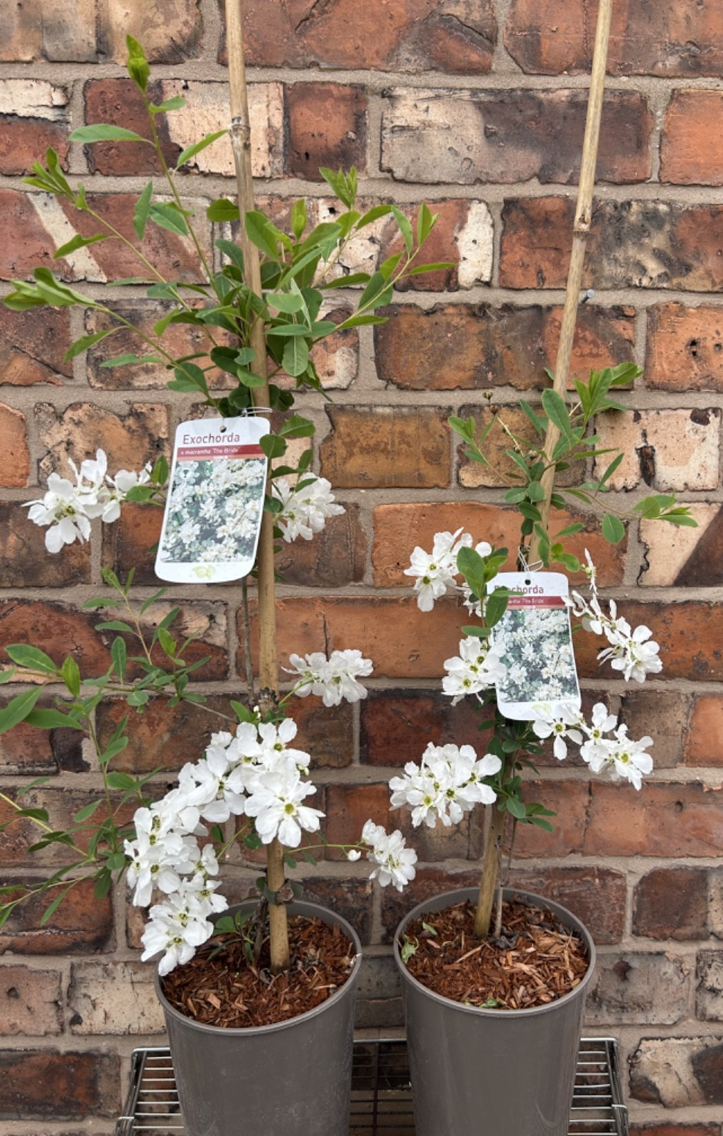 Exochorda 'The Bride' Pearlbush 40-60cm Tall Fast Growing Shrub Specimen Plant
