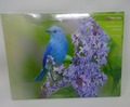 Decorative Canvas Picture Bluebird on Lilac & Purple Flowers Scene 40 x 30cm
