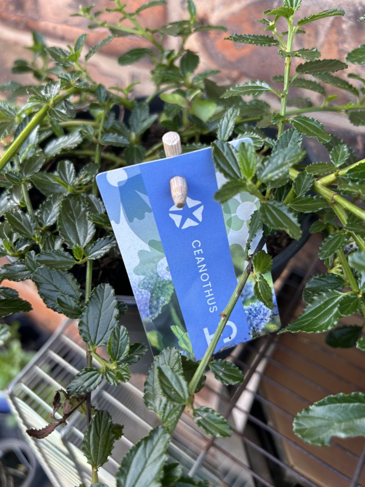 Ceanothus Thyrs Repens Approx 40cm Wide 2 Litre Pot Shrub Californian Lilac