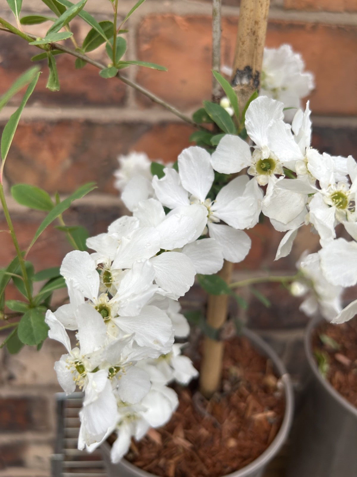 Exochorda 'The Bride' Pearlbush 40-60cm Tall Fast Growing Shrub Specimen Plant