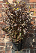Large Lysimachia Ciliata 'Firecracker' Hardy Shrub Approx 60cm 3L Loosestrife