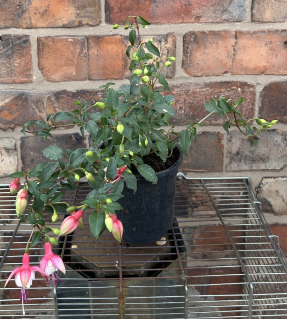 Fuchsia Hardy Trailing Patio Princess Shrub 40cm Wide Plant Pink & White 1L Pot