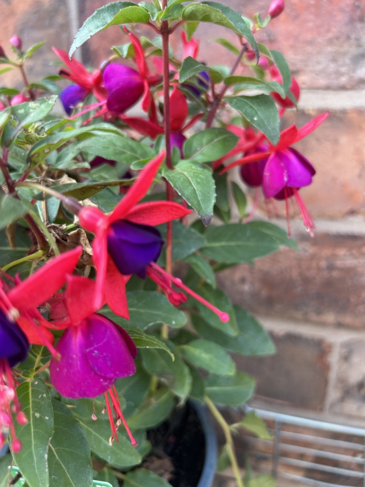 Masses of Beautiful Flowers Bush Fuchsia 'Jollies Nancy' Nantes Approx 30cm Tall